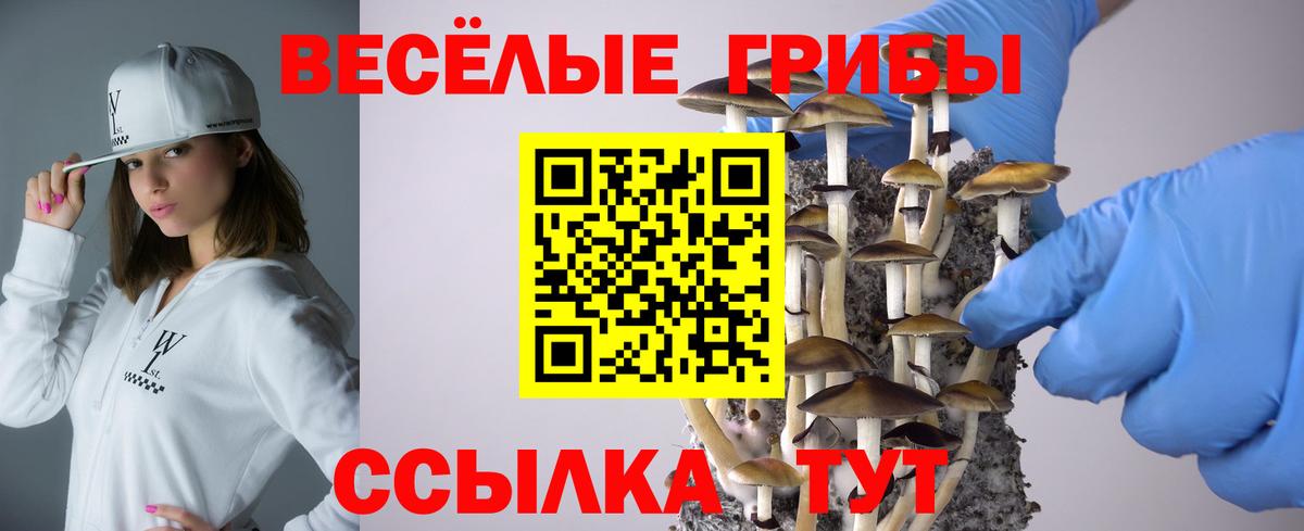 Соль-Илецк  Псилоцибиновые грибы Cubensis  купить закладку  Вход с VPN 